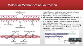 Sarcomere Structure Makes Function [upl. by Dotti]