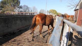 Verwaarloosde paarden in beslag genomen [upl. by Orfurd197]