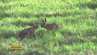 Hase  Leporidae Léporidés lièvre  Leporidae bunny rabbit [upl. by Kilroy]