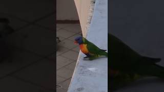 Rainbow lorikeets [upl. by Ahsikin779]