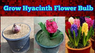 grow hyacinth flower bulb at home with update till flowering [upl. by Nodnab]