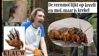 Animalia  Veenmol krabt met horrorklauwen in arm [upl. by Ancell]