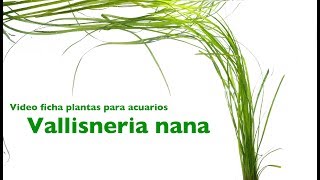 Vallisneria nana  video ficha [upl. by Gilpin]