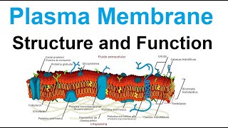 plasma membrane  structure and function  biology [upl. by Filbert557]