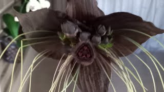 mostrando nossa flor morcego 🦇 TACCA CHANTRIERI [upl. by Azelea221]