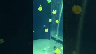 Jellies being Jellies jellyfish aquarium relaxing jellyfishes [upl. by Bac]