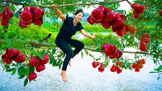 Harvesting Wax Apple amp Goes To Market Sell  Gardening And Cooking  Lý Tiểu Vân [upl. by Lewls]