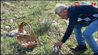 Murgia alla scoperta del fungo cardoncello [upl. by Hachmann]