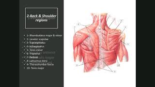 Revision OSPE upper amp lower limbs [upl. by Tnert218]