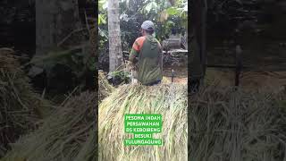 PESONA INDAH PERSAWAHAN videoshorts [upl. by Broeker]