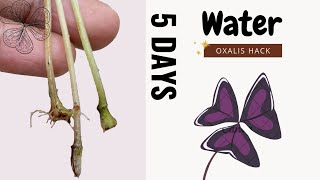 Watch how Oxalis triangularis grows in water from a branch leaf  GardenArcX EP75 [upl. by Ednalrym751]