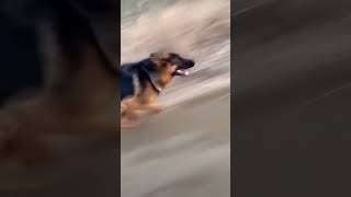 Jerman shepherd dog running 50 km per hour 🐕🐕🐕 jermanshepherd dog shorts viral [upl. by Zetrok]