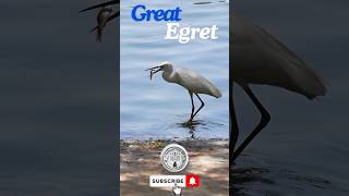 A Great Egret hunting for Fish greategret shorts wildlife [upl. by Ardekan]