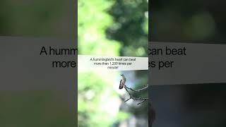 Surprising Fact About the Hummingbirds Heart Rate [upl. by Annuhsal]