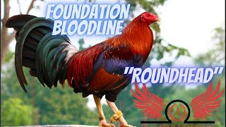 Roundhead  The 4 Foundation Bloodlines Part 3 [upl. by Nordek834]