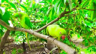 Tree Per Sub Say Uper Baitha Hua Tota  My Ring Neck Parrot Video [upl. by Irita]