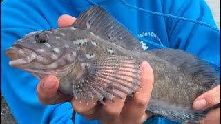 Kelp GREENLING Catch and Cook Trinidad CA [upl. by Veal544]