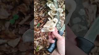 Oyster mushroom🍄Pleurotus ostreatusspring 2024 pilze grzyby forest mushroom porcini fungi [upl. by Gage]