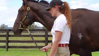 LOT 450 Impending x Pellicle Colt by Twin Hill Stud [upl. by Madeline60]