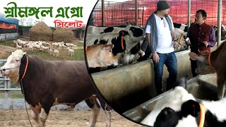 985 লন্ডন প্রবাসীর গাভি গরুর খামার শ্রীমঙ্গল এগ্রো মৌলভীবাজার রই মানিক Chitrapuri Krishichitra [upl. by Ike628]