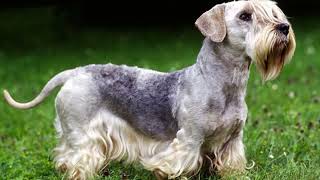 How to Take Care of the Cesky Terrier What is a Cesky Terrier Are Cesky Terrier good family pets [upl. by Schroder984]