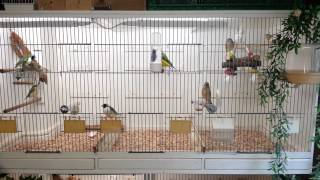 Flight cages  Gouldian and Society finches [upl. by Eisseb]