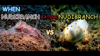 Nudibranch eating nudibranch [upl. by Griz]