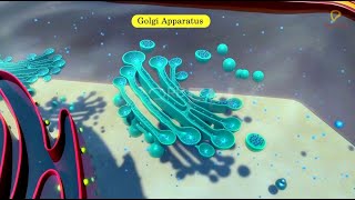 Practicallys Concepts  Golgi Apparatus  LearnPractically [upl. by Netty]