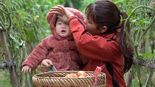 Cut tomatoes and sell to make money Replant ornamental peach trees Daily life [upl. by Havens]