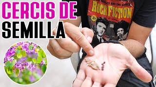 Aprende a germinar Cercis Siliquastrum [upl. by Auhsoj]