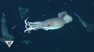 Decoding the secret language of Humboldt squid [upl. by Ahsram]