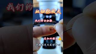 Blud test in microscopefruit microscope shortsfeed shortsvideo short chinesfood123 [upl. by Schrader993]