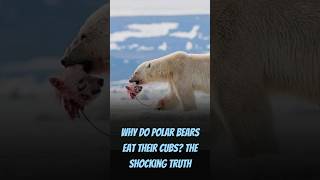 Why Do Polar Bears Eat Their Cubs The Shocking Truth wildlifewonders wildlifedocumentary [upl. by Sim]