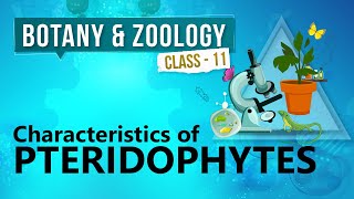 Characteristics of Pteridophytes  Kingdom Plantae  Biology Class 11 [upl. by Tuneberg]