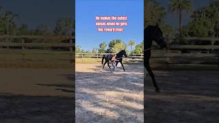 Awe 🥹 equestrians horseworld besthorse cutehorse beautiful lovethis horsetraining horses [upl. by Ysor]