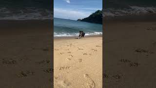 DOG PLAYING ON THE BEACH OUTDOORS outdoors slowmotion beach [upl. by Edin]