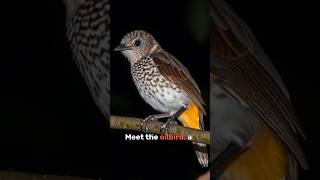 The Oilbirdwildlife oilbird [upl. by Ahseyt]