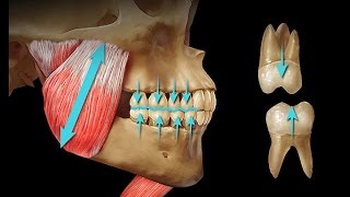 The Dental Balance Zone By Dr Mike Mew [upl. by Orfurd]