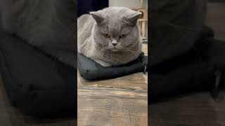 Zooey sitting on laptop bag❤️ cat cats [upl. by Donn]