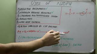 NADPH Uses Biochemistry Medicine ReductiveBiosynthesis [upl. by Attenov]