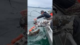 185lb Halibut bigdawg halibut alaska fishalaska sitkaalaska sitka fish ak [upl. by Yditsahc]