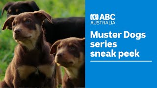 A sneak peek at the new Muster Dogs series  Muster Dogs  ABC Australia [upl. by Ahsikym]