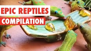 Epic Reptiles Video Compilation 2020 [upl. by Irap953]