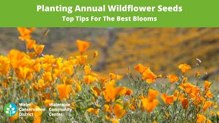 Planting Native Wildflower Seeds  Top Tips For The Best Blooms [upl. by Heinrik]