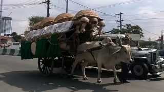 OxCarts and Jeepneys on a street in Manila capital city of the Philippines [upl. by Stu]