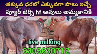 TopQuality Dairy Cows for Sale  low price  hfcowsforsale jerseycowssale అందమైనరకమైన [upl. by Emad]