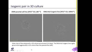 EML4ALK A549 Isogenic Cells in 3D Culture [upl. by Parthinia593]