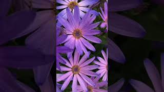 Beautiful purple 💜 flower garden video purple flower Beauty [upl. by Otrevogir]