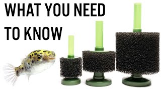 Pros amp Cons of Sponge Filters  Do You Really Need One for Your Aquarium [upl. by Judon]