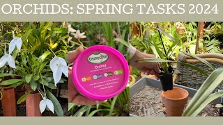 Orchids Spring tasks 2024 [upl. by Artied]